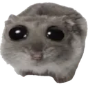 SadHampter
