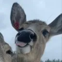 deerp3