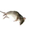 deadrat