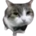 CHCA_CatKocour