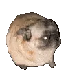 d2