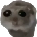 sadhamster