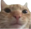 cat_bruh