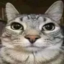 mokkat