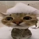stupidcatinwater