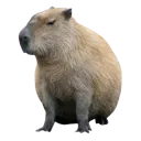 capybara