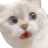 03_shocked_cat