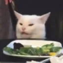 salad_cat