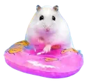 hamsterinapool