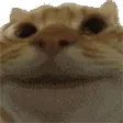 catyes