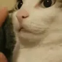 shhhkitty