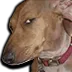 dogsideeye