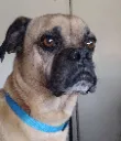 pupdespair pupdespair