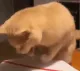 catpray_pizza_blessing_inshallah