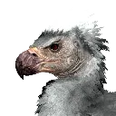 argentavis argentavis