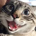cat_poggies