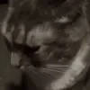 CatBlank