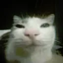Gatobaboso Gatobaboso
