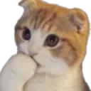 Cat_Thinking