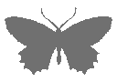 greybutterfly