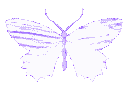 purplebutterfly