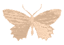 orangebutterfly