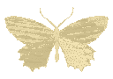 yellowbutterfly