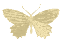 yellowbutterfly