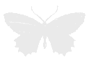 whitebutterfly