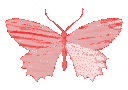 redbutterfly