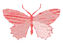 redbutterfly