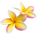 summerflower
