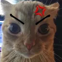 cat_angry