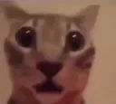 Shock Shock