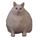 cat_bungus Discord emoji