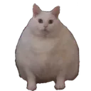 cat_bungus cat_bungus