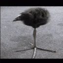 birdcube