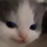 cat_evil2 cat_evil2