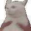 cat_tryska cat_tryska