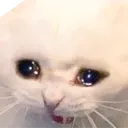 sadcat