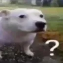 dog_question dog_question