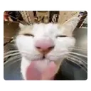 cat2