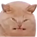 catew