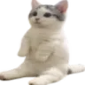 2cattosit