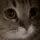 Meow Meow