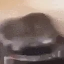 catspin catspin