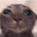 CatCry