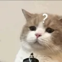catconfused