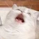 catahhhhhhv3