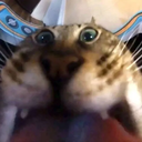 LcoWatafakestaenbolas Discord emoji